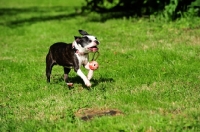 Picture of Boston Terrier playing with ball toy