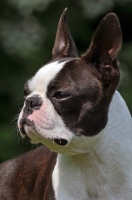 Picture of Boston Terrier portrait