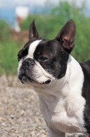 Picture of Boston Terrier portrait