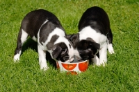 Picture of Boston Terrier puppies eating