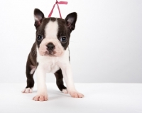 Picture of Boston Terrier puppy, front view