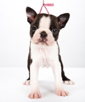 Picture of Boston Terrier puppy, front view