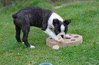 Picture of Boston Terrier puppy playing with intelligence toy