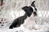 Picture of boston terrier puppy sitting on hammock netting