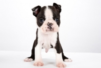 Picture of Boston Terrier puppy