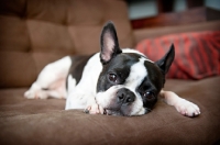 Picture of Boston Terrier resting on sofa
