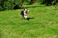 Picture of Boston Terrier running on grass