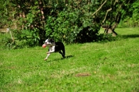 Picture of Boston Terrier running on grass