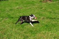 Picture of Boston Terrier running with ball
