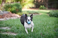 Picture of boston terrier running with toy