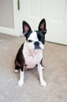 Picture of Boston Terrier sitting on carpet.