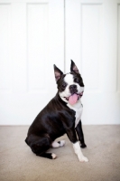 Picture of Boston Terrier sitting on carpet with tongue out.