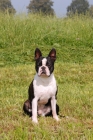 Picture of Boston Terrier sitting on grass