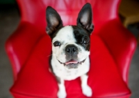 Picture of Boston Terrier sitting on red chair, smiling at camera.