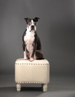 Picture of Boston Terrier sitting on stool