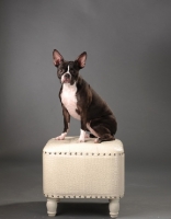 Picture of Boston Terrier sitting on stool