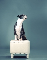 Picture of Boston Terrier sitting on stool in studio