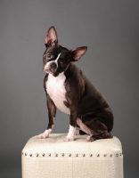 Picture of Boston Terrier sitting on stool