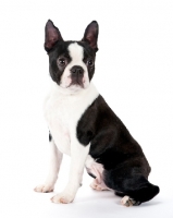 Picture of Boston Terrier sitting on white background, looking away