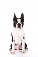 Picture of Boston Terrier sitting on white background, front view