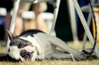 Picture of Boston Terrier sleeping