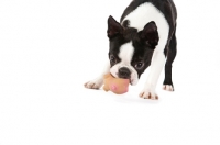 Picture of Boston Terrier smelling toy