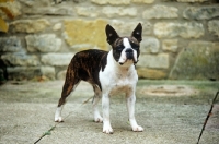 Picture of boston terrier standing in courtyard