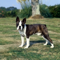 Picture of boston terrier standing on grass