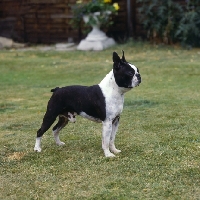 Picture of boston terrier standing on grass