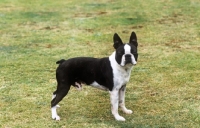 Picture of boston terrier standing on grass