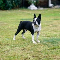 Picture of boston terrier standing on grass