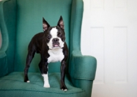 Picture of Boston Terrier standing on green wingback chair.