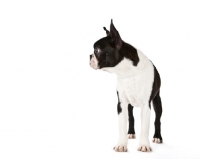 Picture of Boston Terrier standing on white background