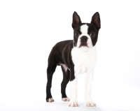 Picture of Boston Terrier standing on white background