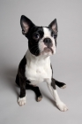 Picture of Boston Terrier waiting patiently