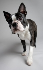 Picture of Boston terrier walking towards camera in studio