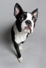 Picture of Boston terrier walking towards camera