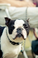 Picture of Boston Terrier wearing collar
