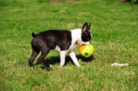 Picture of Boston Terrier with ball