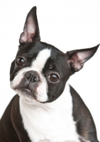 Picture of Boston Terrier with cropped ears