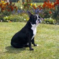 Picture of boston terrier with forelegs of incorrect colour sitting on grass