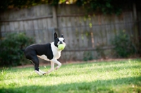 Picture of Boston Terrier with tennis ball