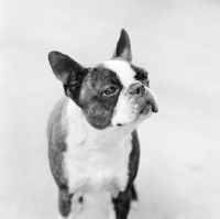 Picture of boston terrier, 