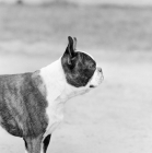 Picture of boston terrier,profile head study 