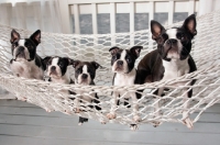 Picture of boston terriers in a hammock