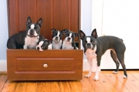Picture of Boston terriers in drawer, two adults, three puppies