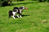 Picture of Boston Terriers playing together