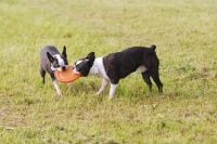 Picture of Boston Terriers tug of war with frisbee