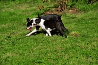 Picture of Boston Terriers
