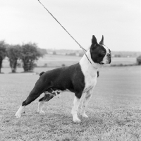 Picture of boston terrier